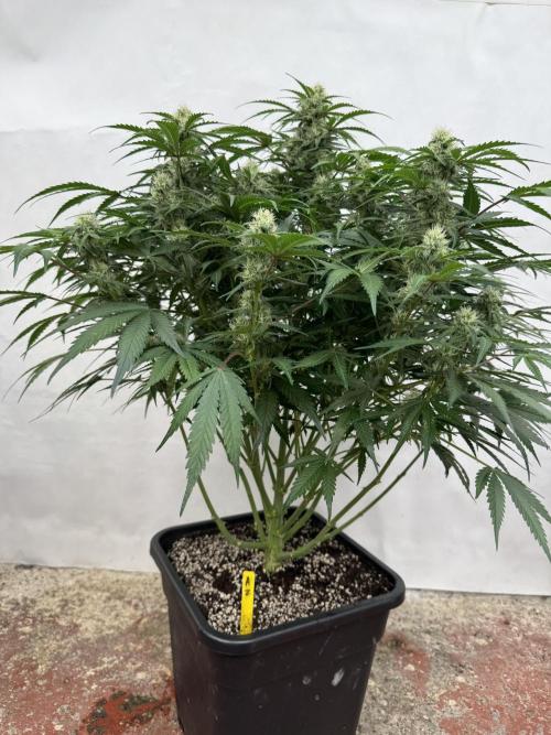 Taste the rainbow 👻. Week 8