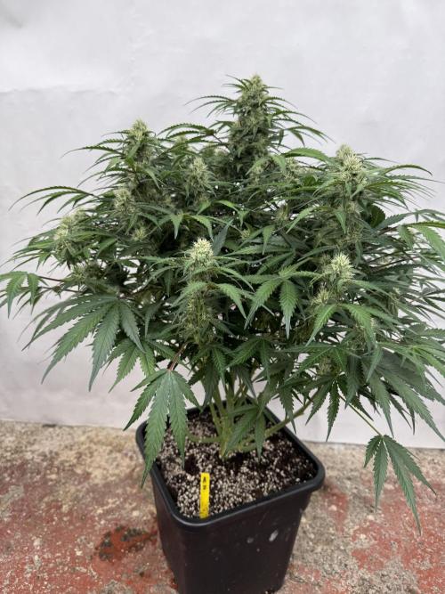 Taste the rainbow 👻. Week 8