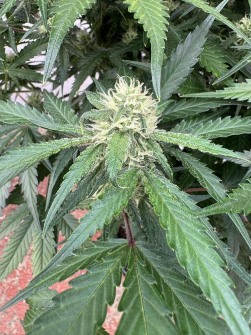 Taste the rainbow 👻. Week 8