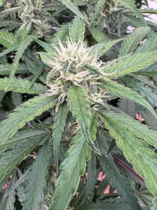 Taste the rainbow 👻. Week 8