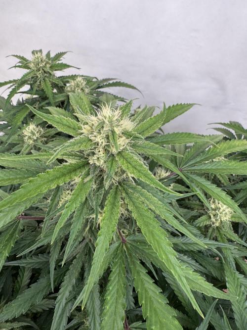 Taste the rainbow 👻. Week 8