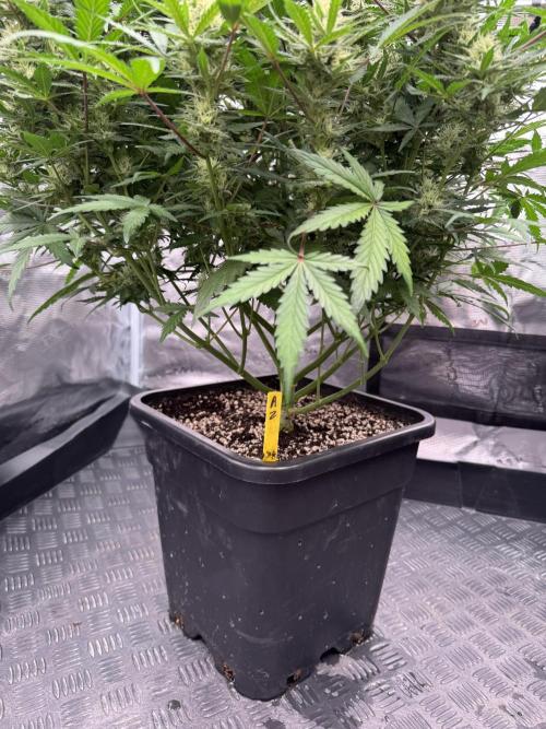 Taste the rainbow 👻. Week 8