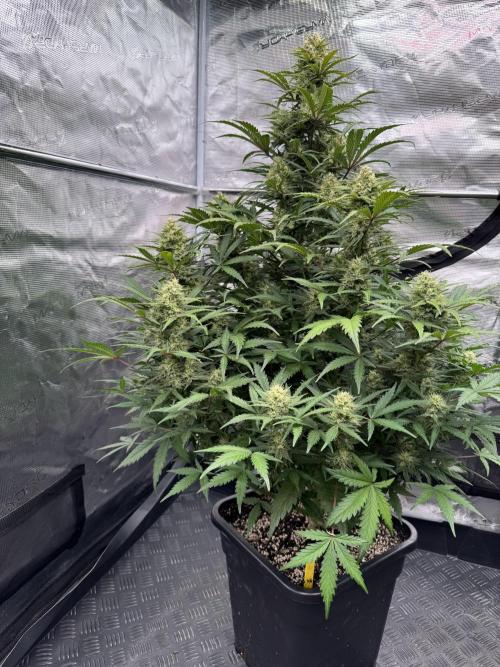 Taste the rainbow 👻. Week 8