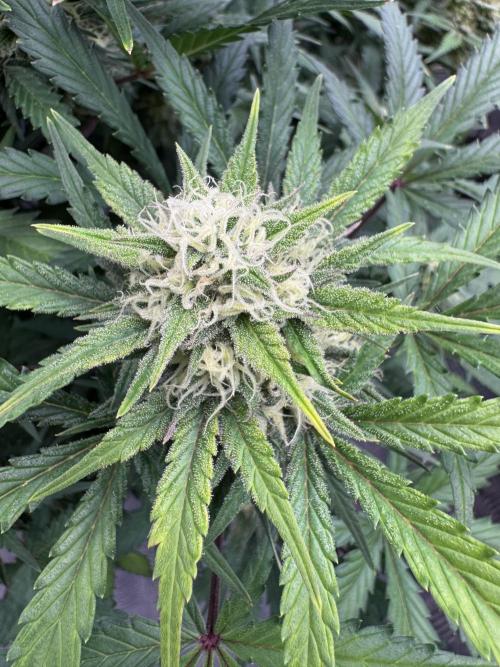 Taste the rainbow 👻. Week 8