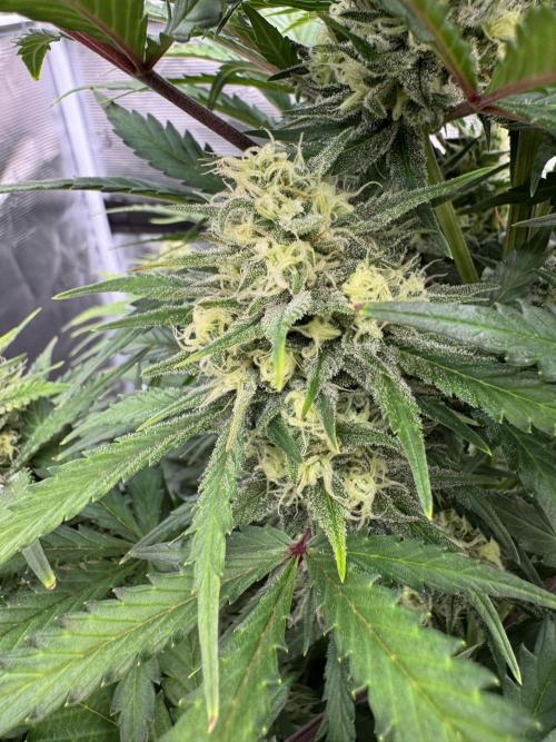 Taste the rainbow 👻. Week 8