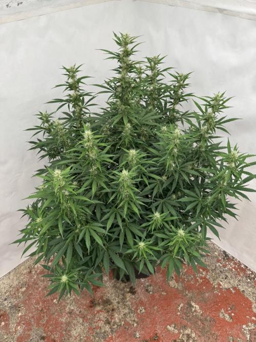 In a Galaxy far…🛸. Week 8