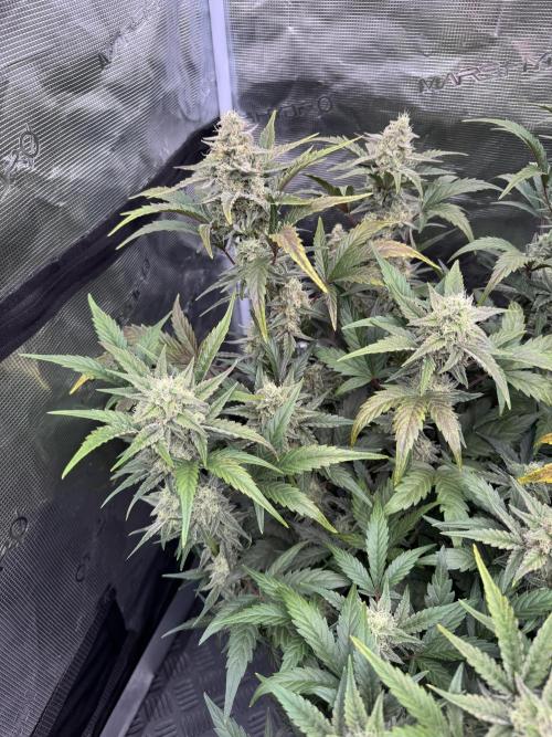 🥈 Strongest auto 25. Week 8