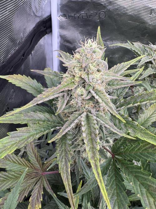 🥈 Strongest auto 25. Week 8