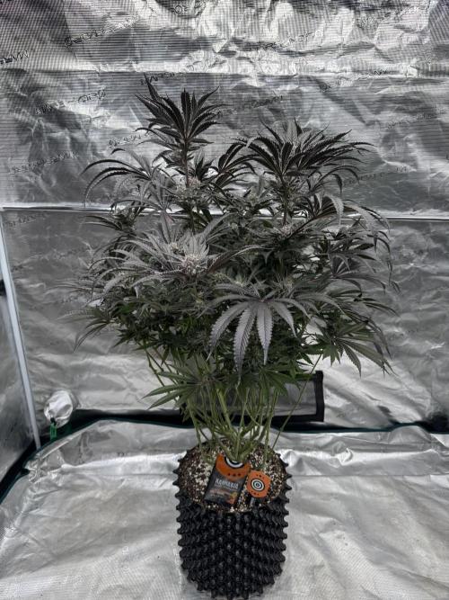 Fatty X Valio. Week 14