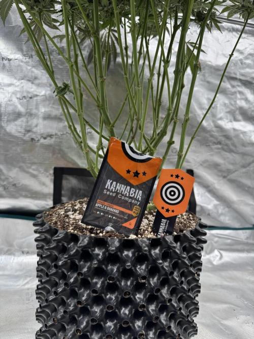 Fatty X Valio. Week 14