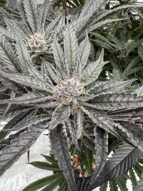 Fatty X Valio. Week 14