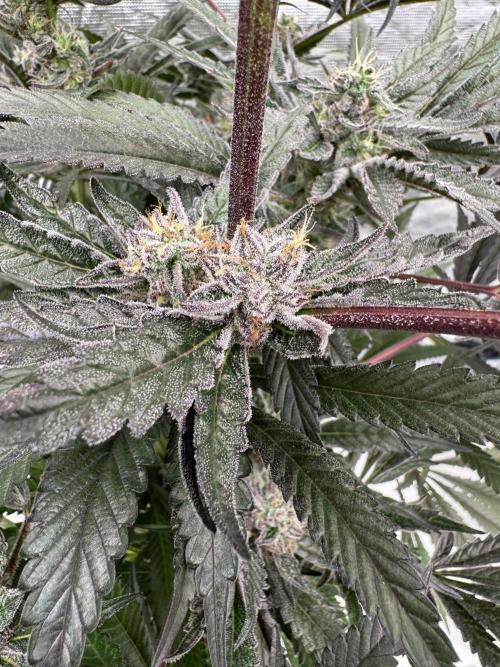 Fatty X Valio. Week 14