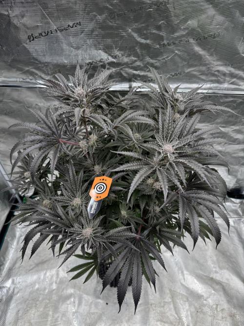 Fatty X Valio. Week 14