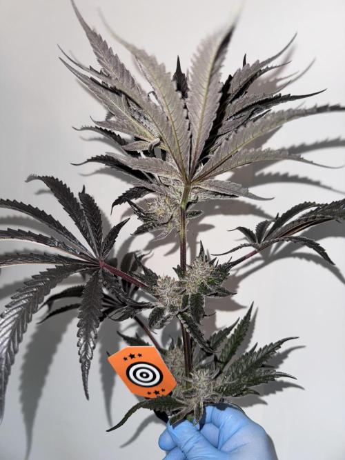 Fatty X Valio. Week 14