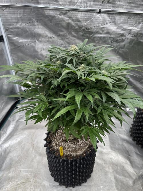 🔙 to the Future. Week 13