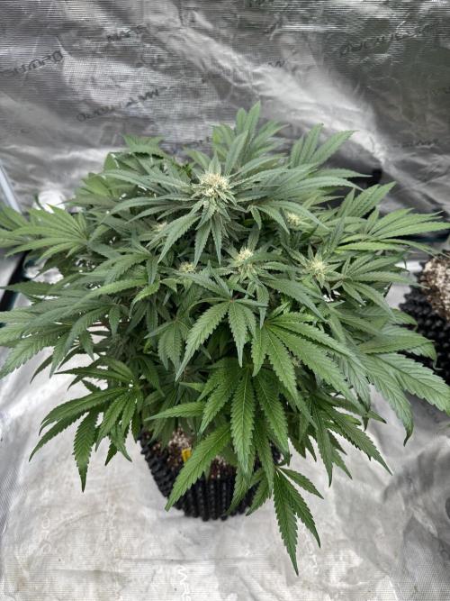 🔙 to the Future. Week 13