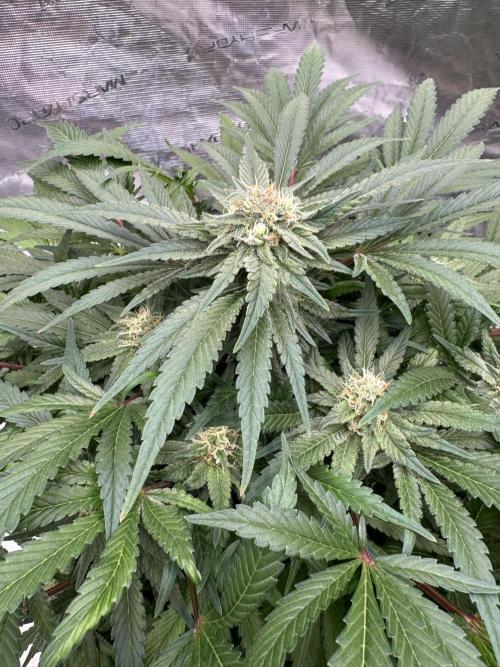 🔙 to the Future. Week 13