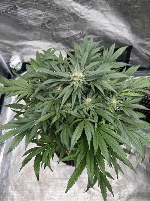 🔙 to the Future. Week 13