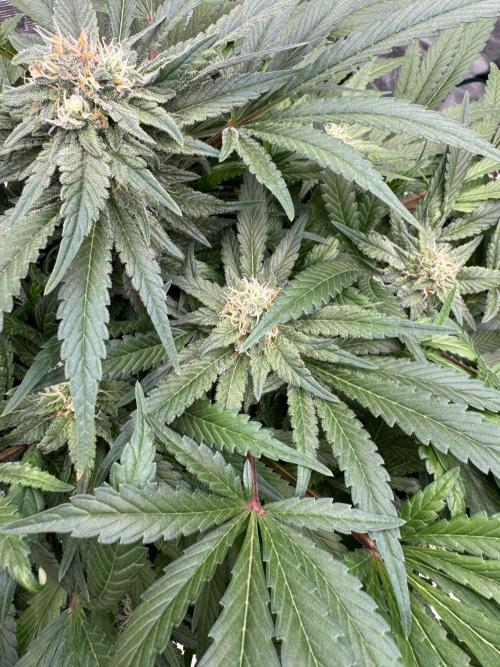 🔙 to the Future. Week 13