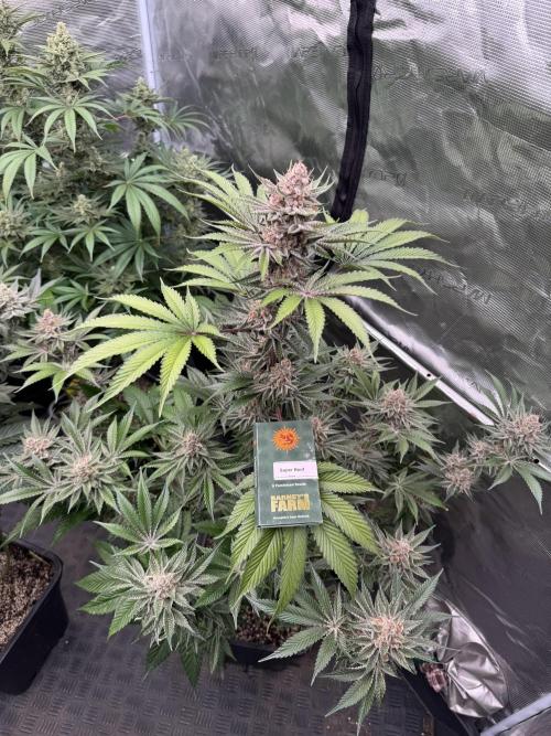 Strain of the year 24. Week 13