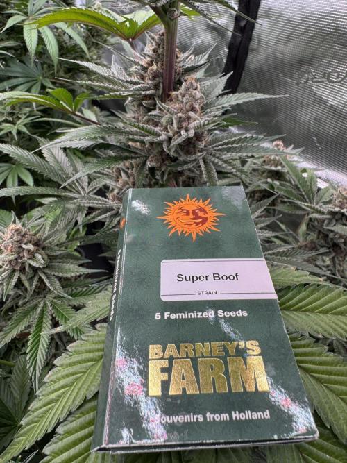 Strain of the year 24. Week 13