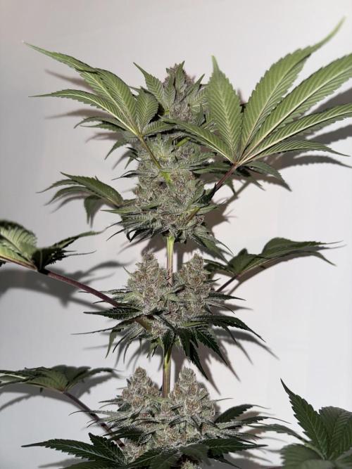 Strain of the year 24. Week 13