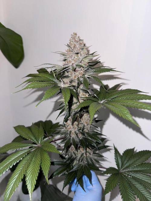 Strain of the year 24. Week 13