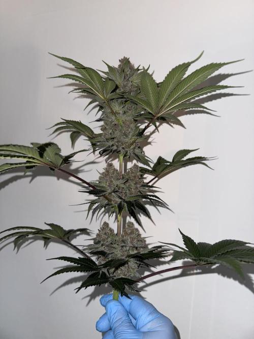 Strain of the year 24. Week 13