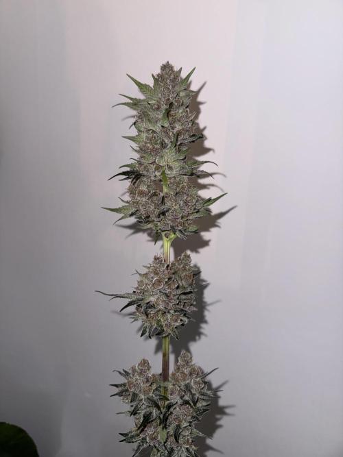 Strain of the year 24. Week 13