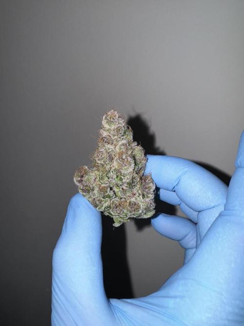 Strain of the year 24. Week 13