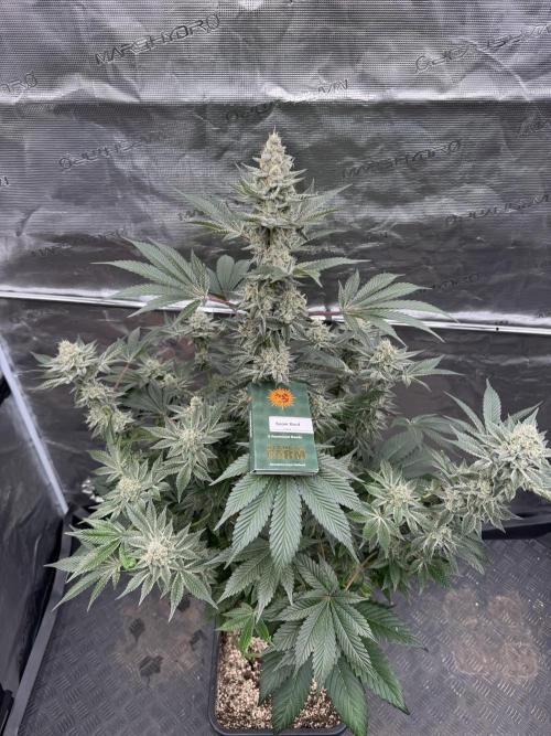 Strain of the year 24. Week 13