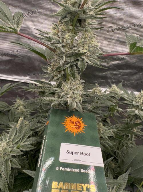 Strain of the year 24. Week 13