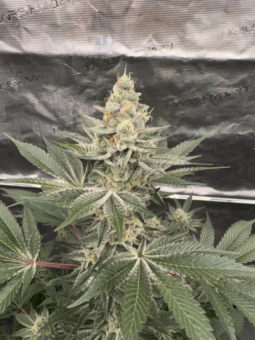 Strain of the year 24. Week 13