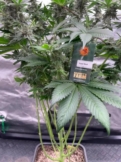 Strain of the year 24