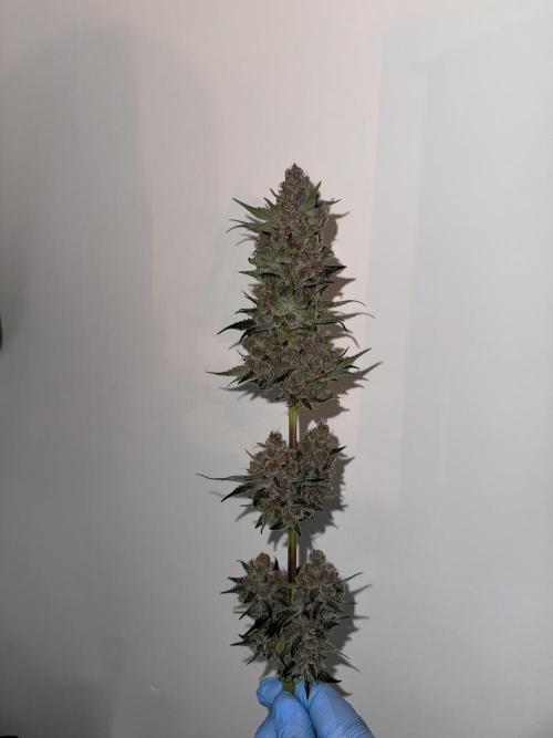 Strain of the year 24. Week 13