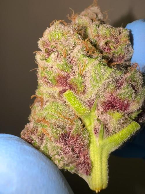 Strain of the year 24