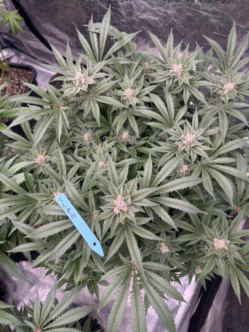 Citrus Slurpee 🍊🥤. Week 14