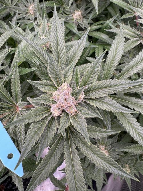 Citrus Slurpee 🍊🥤. Week 14