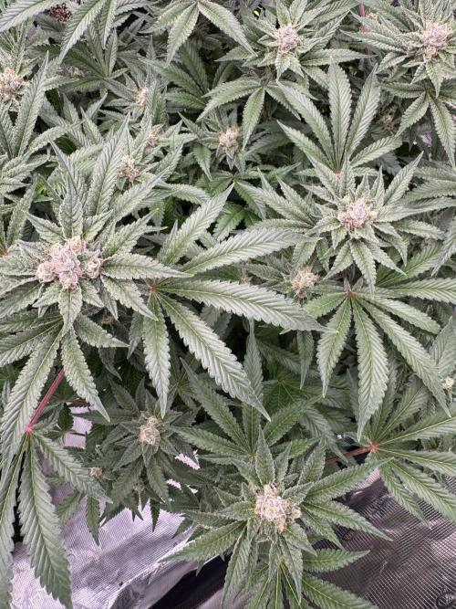 Citrus Slurpee 🍊🥤. Week 14