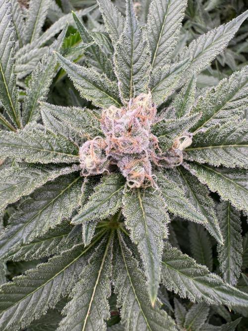 Citrus Slurpee 🍊🥤. Week 14