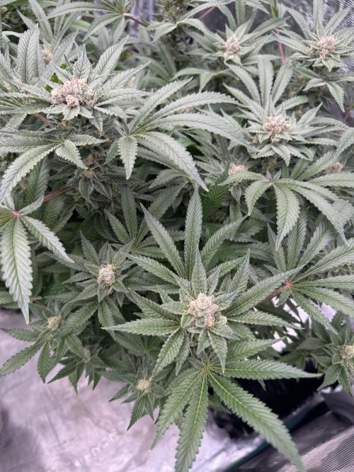 Citrus Slurpee 🍊🥤. Week 14