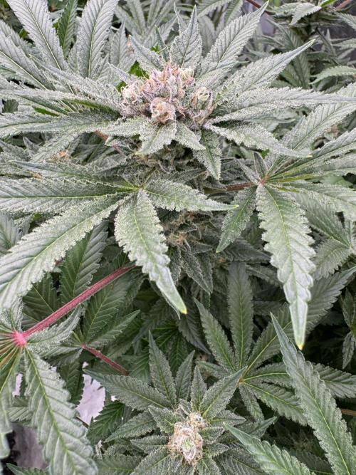 Citrus Slurpee 🍊🥤. Week 14