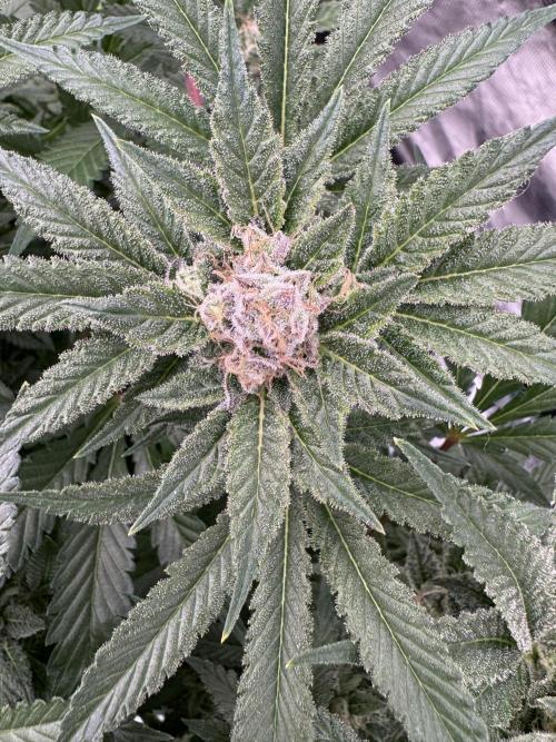 Citrus Slurpee 🍊🥤. Week 14