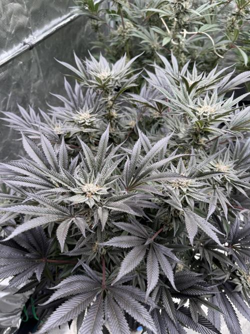 Cherry Poppers 🔞. Week 14