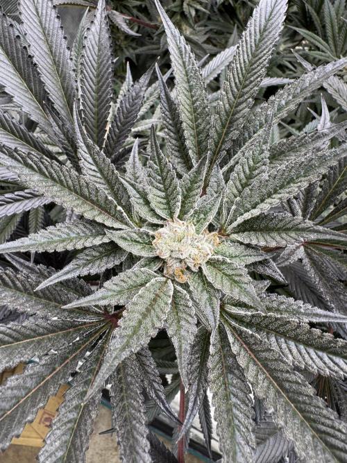 Cherry Poppers 🔞. Week 14