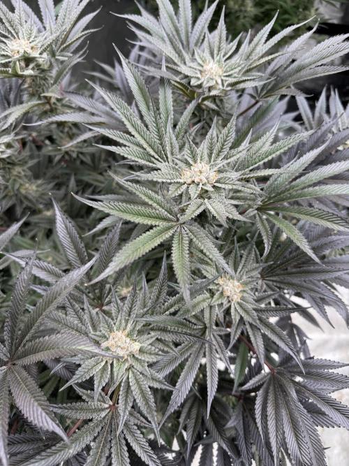 Cherry Poppers 🔞. Week 14