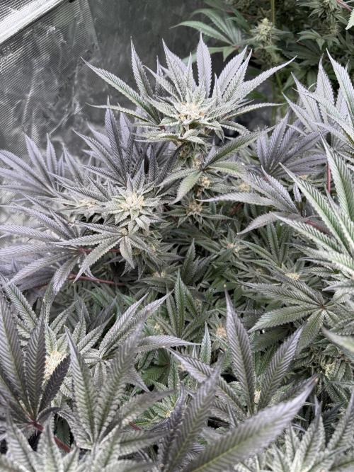 Cherry Poppers 🔞. Week 14