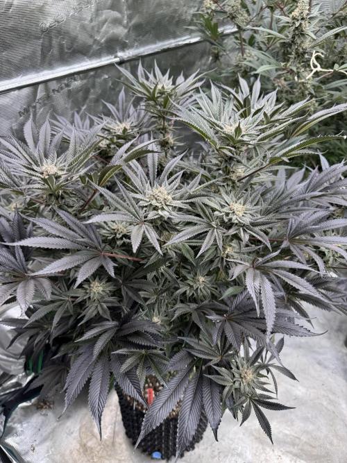 Cherry Poppers 🔞. Week 14