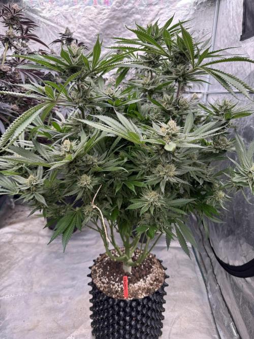 Cherry Poppers 🔞. Week 14