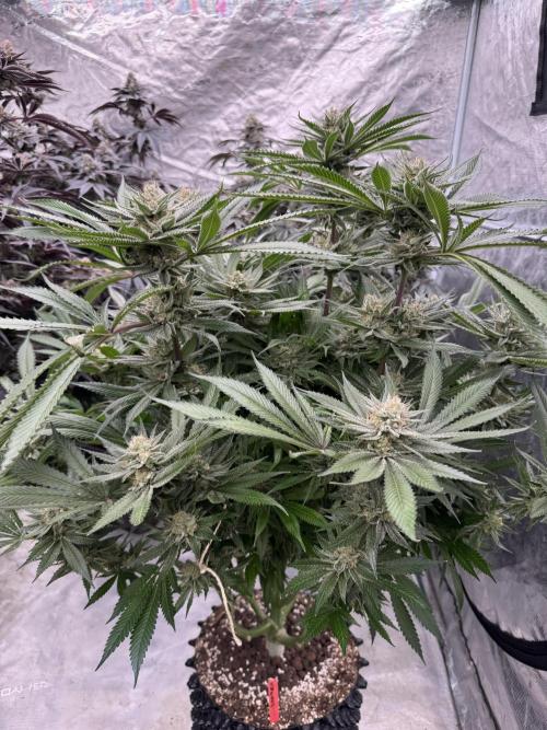 Cherry Poppers 🔞. Week 14